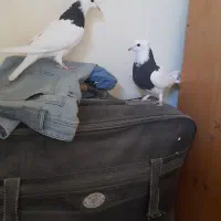 کبوتر طوقی|پرنده|شاهین‌شهر, گرگاب|دیوار