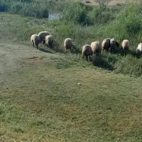 به یک کارکر در دامداری نیازمندم