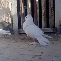 نر ماده سفید پاک