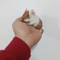 خوکچه هندی منیاتوری|موش و خرگوش|بوکان, |دیوار