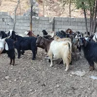 بز .
