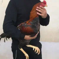 جوجه لاری