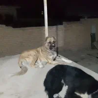 گمشده|حیوانات|شیروان (خراسان), |دیوار