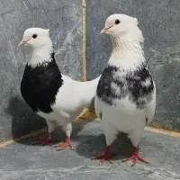 کبوتر|پرنده|مریوان, |دیوار