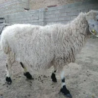 گوسفند سهقلو زاه است بفروش میرسه