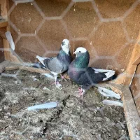 کفتر ابلغ سیاه سبز  کله دم سبز و . ۲۵ تا یکجا