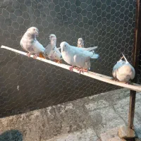 با عرض سلام خدمت عشق بازار تعداد ۵تا کفتر پرشی|پرنده|شاهنجرین, |دیوار