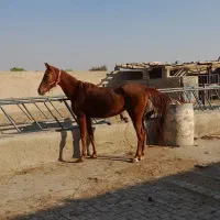 مادیون عرب یسر مدارک دار تعزیه رو