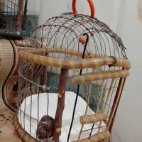 قفس طرقه