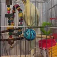 عروس هلندی ماده|پرنده|اهواز, شهرک برق|دیوار