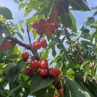 مشارکت /گلاب گیری/صومعه اردبیل