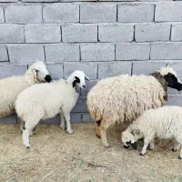 میش بره دار جوان