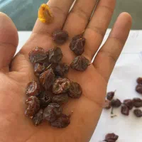مویز شیرازی|خوردنی و آشامیدنی|شیراز, گویم|دیوار