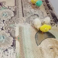 فروش چند عدد جوجه رنگی