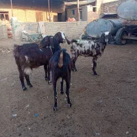 سه راس بز جوان داشتی