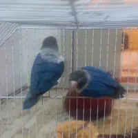 کوتوله برزیلی بازیگوش|پرنده|شاهرود, |دیوار