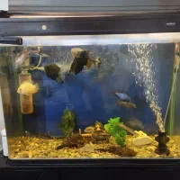 اکواریوم وارداتی به همراه ۱۶ عدد ماهی خیلی بزرگ