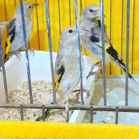 جوجه سهره تک و تعداد بار جدید زیر دهنی به شرط نر