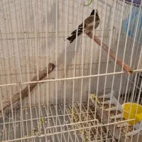 سهره ماده سهره خاکی