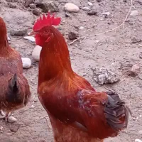 خروس قرمز