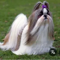 سگ سفید و قهوه ای گمشده