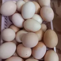 تخم مرغ محلی