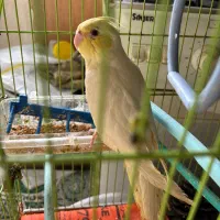 عروس هلندی|پرنده|مسجد سلیمان, |دیوار