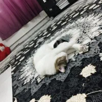 گربه DSH|گربه|کرج, گلدشت|دیوار