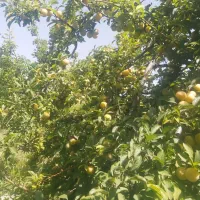 فروش باغ کنار جاده ترانزیت زنجان تبریز اسفجین|فروش دفتر صنعتی، کشاورزی، تجاری|زنجان, |دیوار