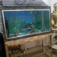 آکواریوم|ماهی|خرم‌آباد, |دیوار