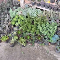 گل های کوچک قیمت عمده