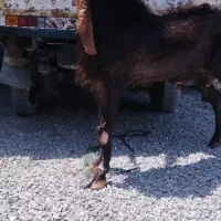 گوسفند اصیل پاکستانی