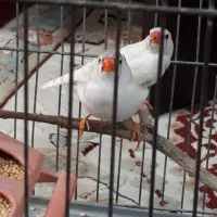 نر و ماده فنچ|پرنده|خمینی‌شهر, |دیوار