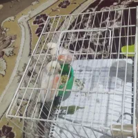 ۲ عدد قناری موزاییکی اماده