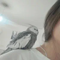 عروس هلندی گمشده