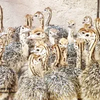 فروش جوجه هچری تا ۲ ماهه/یکسال پشتیبانی