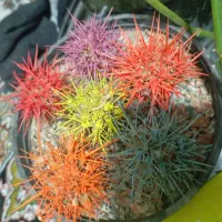 گیاه|گل و گیاه طبیعی|ری, دولت‌آباد|دیوار