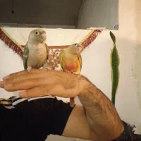 گرینچیک فوق دستی|پرنده|نجفآباد, حومه نجف آباد|دیوار