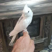 عروس هلندی نر سخنگو فول رام البینو تک کت