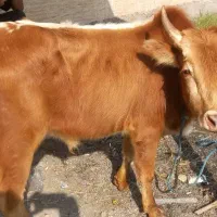 ورزا کوله