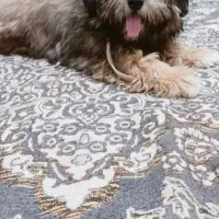 پاپی نر|سگ|تربت جام, مولانا|دیوار