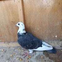 کفتر|پرنده|مرودشت, استادیوم‎|دیوار