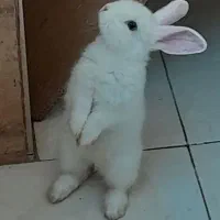 خرگوش|موش و خرگوش|تهران, ولنجک|دیوار