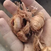 پیاز زعفران|گل و گیاه طبیعی|هشتگرد, هشتگرد قدیم|دیوار