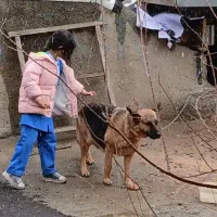 گمشده|حیوانات|بروجرد, |دیوار