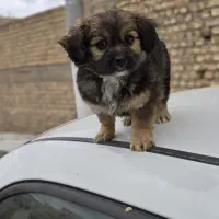 توله سگ اشپیتز تریر ماده معاوضه با کبوتر