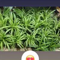 گل گندمی مناسب برای هدیه|گل و گیاه طبیعی|بیرجند, |دیوار