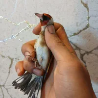 دوعدد سهره نر قلمی|پرنده|ری, ولی آباد|دیوار