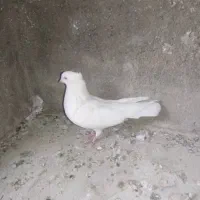کبوتر کفتر سفید اراکی ماده|پرنده|مرودشت, بیست متری بیمارستان|دیوار
