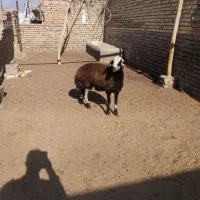 بره جنس دار تخمی قوچی افشار اصل|حیوانات مزرعه|تربتحیدریه, حاجی یار|دیوار